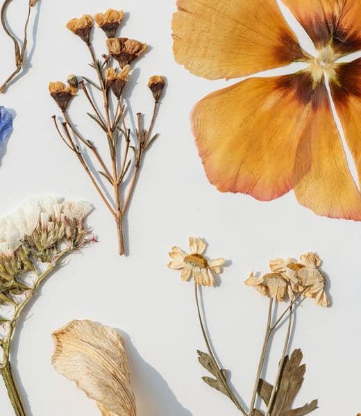 Pressed dried flowers on white paper